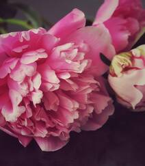 国花牡丹，花开富贵，红的，白的，粉的牡丹花高清摄影图片组图6