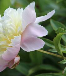 国花牡丹，花开富贵，红的，白的，粉的牡丹花高清摄影图片组图10