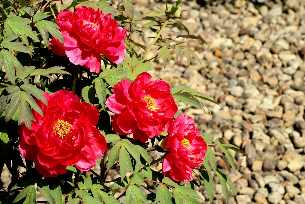 国花牡丹，花开富贵，红的，白的，粉的牡丹花高清摄影图片图片
