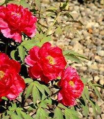 国花牡丹，花开富贵，红的，白的，粉的牡丹花高清摄影图片组图12