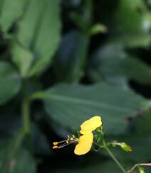 开着黄色小花的鸭跖草高清图片组图2