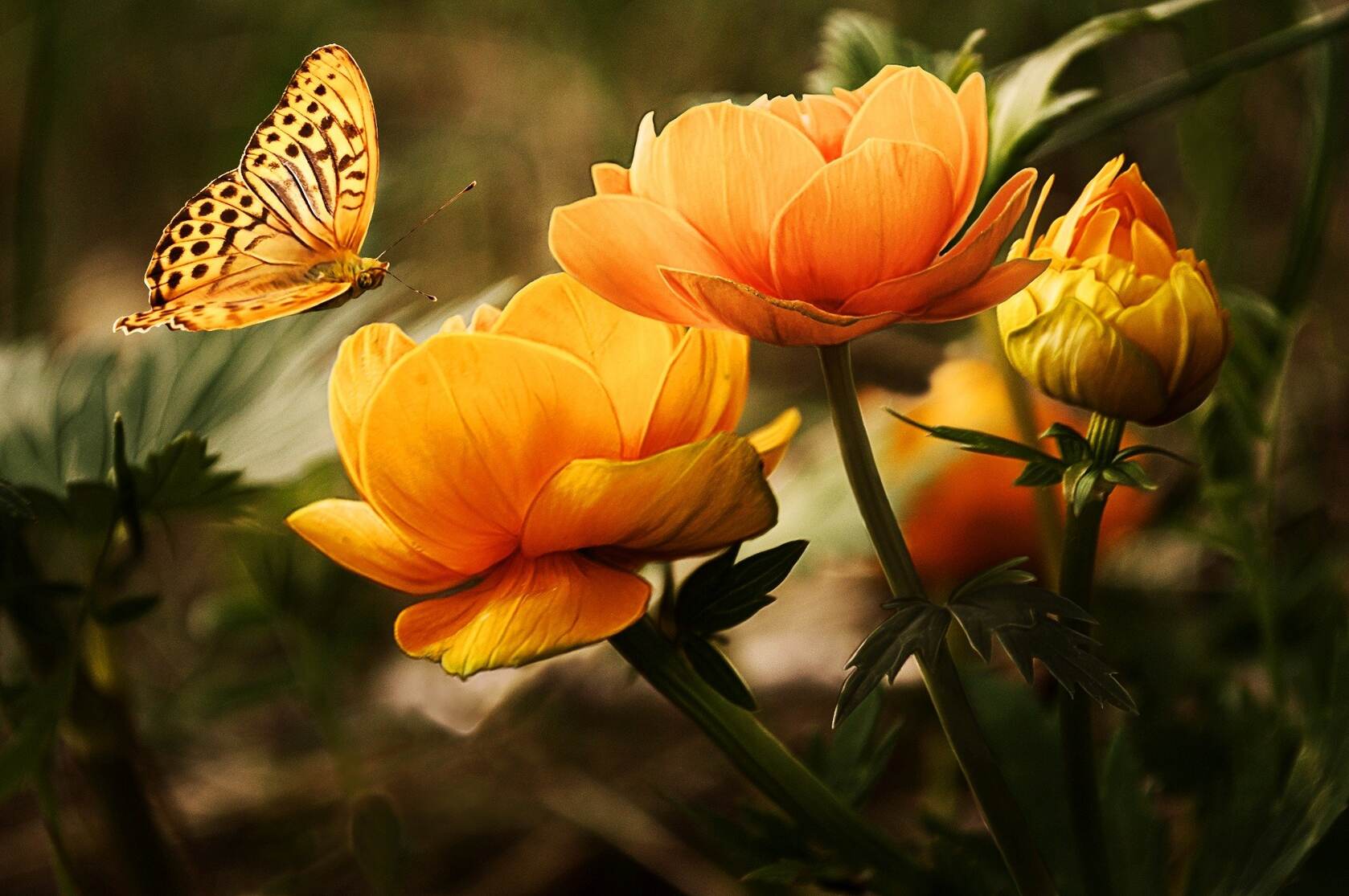蝶恋花，翩翩飞舞的蝴蝶，橙色的花朵唯美桌面壁纸图片