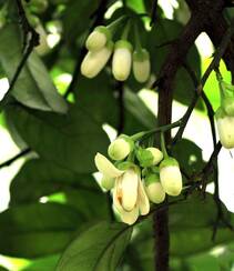 绿叶，白色花朵，常绿小乔木香橼花朵，果实等高清摄影美图组图1