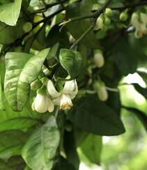 绿叶，白色花朵，常绿小乔木香橼花朵，果实等高清摄影美图组图6