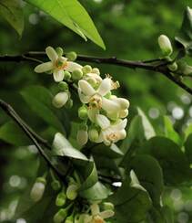 绿叶，白色花朵，常绿小乔木香橼花朵，果实等高清摄影美图组图7
