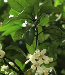 绿叶，白色花朵，常绿小乔木香橼花朵，果实等高清摄影美图组图8