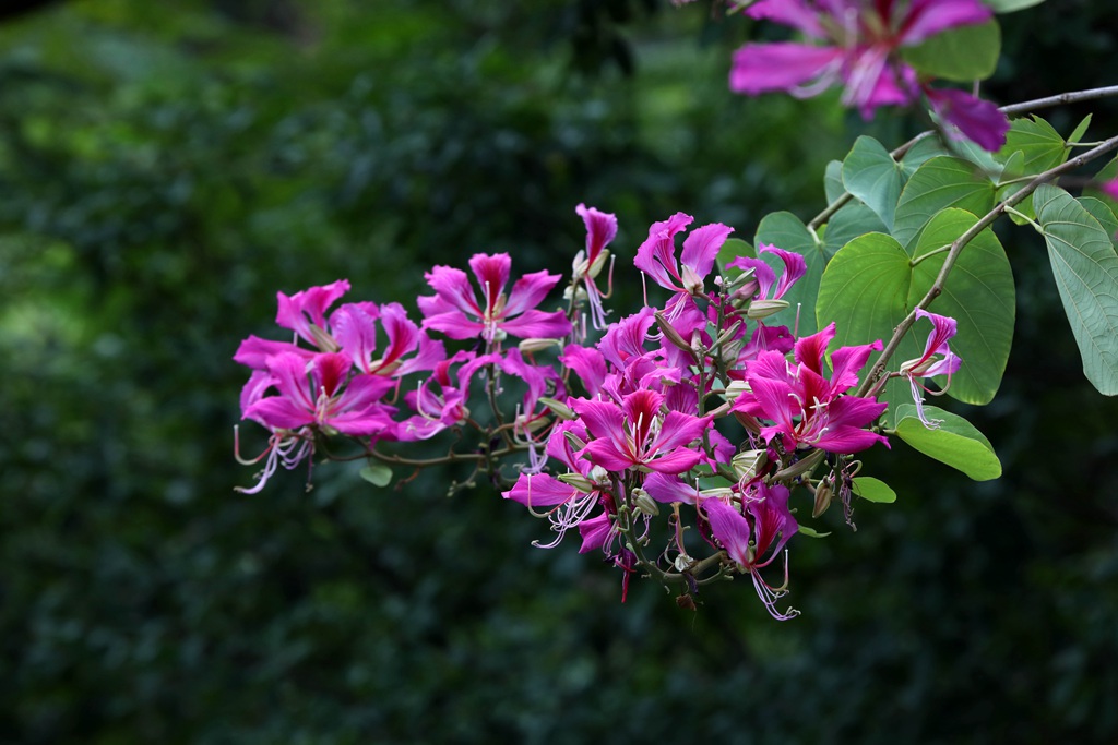 枝叶繁茂，紫红色鲜花朵朵的观赏树木红花羊蹄甲高清摄影图片图片