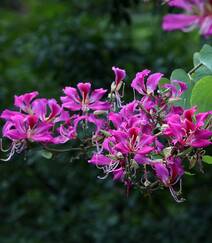 枝叶繁茂，紫红色鲜花朵朵的观赏树木红花羊蹄甲高清摄影图片组图11