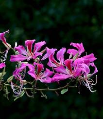 枝叶繁茂，紫红色鲜花朵朵的观赏树木红花羊蹄甲高清摄影图片组图12