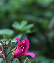 枝叶繁茂，紫红色鲜花朵朵的观赏树木红花羊蹄甲高清摄影图片组图1
