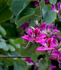 枝叶繁茂，紫红色鲜花朵朵的观赏树木红花羊蹄甲高清摄影图片组图4