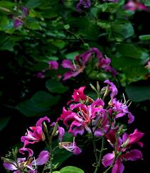 枝叶繁茂，紫红色鲜花朵朵的观赏树木红花羊蹄甲高清摄影图片组图2