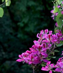 枝叶繁茂，紫红色鲜花朵朵的观赏树木红花羊蹄甲高清摄影图片组图6