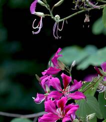 枝叶繁茂，紫红色鲜花朵朵的观赏树木红花羊蹄甲高清摄影图片组图7
