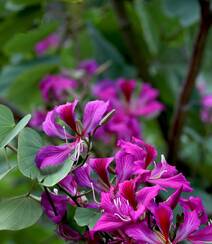 枝叶繁茂，紫红色鲜花朵朵的观赏树木红花羊蹄甲高清摄影图片组图5