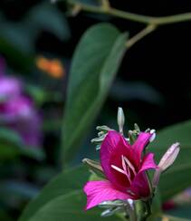 枝叶繁茂，紫红色鲜花朵朵的观赏树木红花羊蹄甲高清摄影图片组图10
