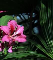 枝叶繁茂，紫红色鲜花朵朵的观赏树木红花羊蹄甲高清摄影图片组图9