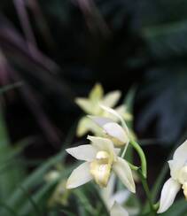 以香著称的花卉，白色花卉的大理素心兰唯美高清户外摄影写真图片组图1