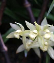 以香著称的花卉，白色花卉的大理素心兰唯美高清户外摄影写真图片组图5