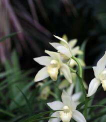 以香著称的花卉，白色花卉的大理素心兰唯美高清户外摄影写真图片组图3