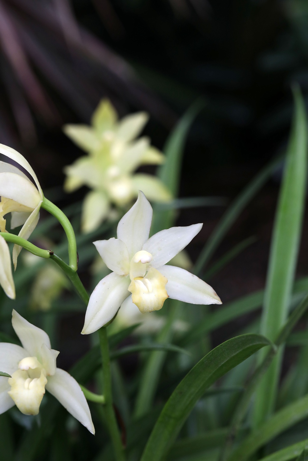 以香著称的花卉，白色花卉的大理素心兰唯美高清户外摄影写真图片图片