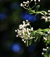 全株药用，攀缘，匍匐藤本植物蔓九节高清图片组图12