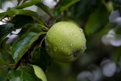 挂在树上的青苹果，沾满露水，露珠的青苹果高清唯美壁纸图片