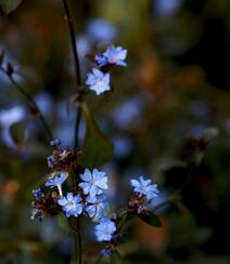 迷你的蓝色小花朵，小蓝雪花唯美高清摄影图片组图1