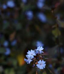 迷你的蓝色小花朵，小蓝雪花唯美高清摄影图片组图2