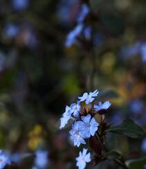迷你的蓝色小花朵，小蓝雪花唯美高清摄影图片组图3