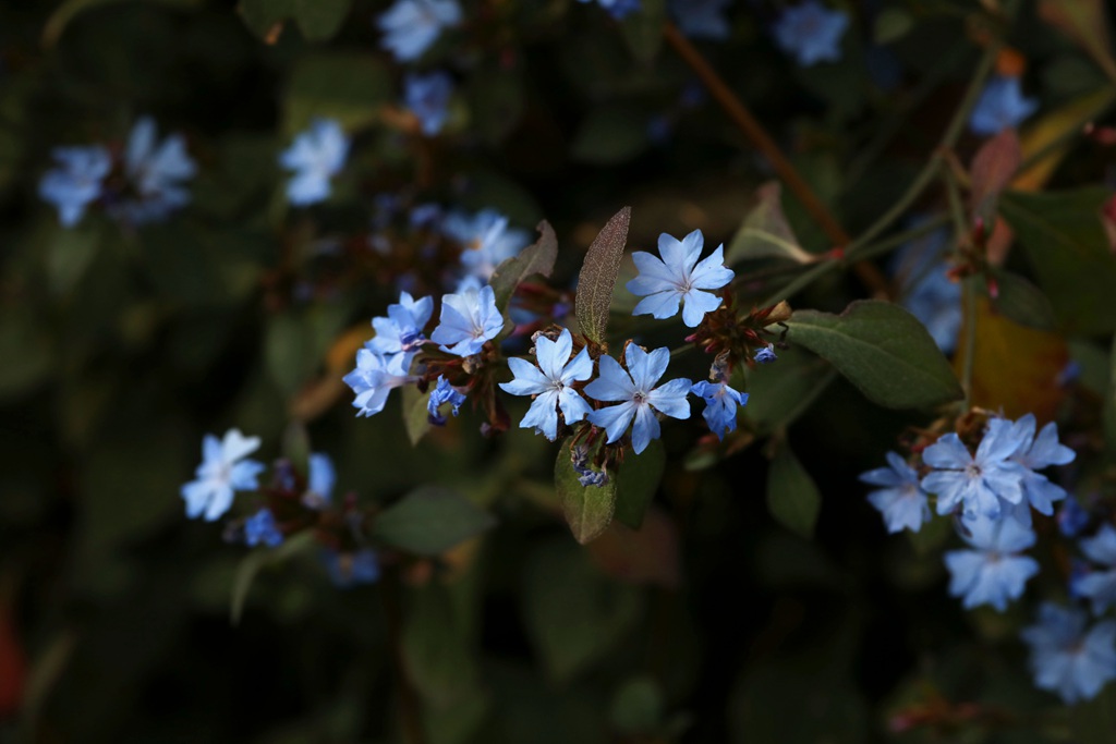 迷你的蓝色小花朵，小蓝雪花唯美高清摄影图片图片