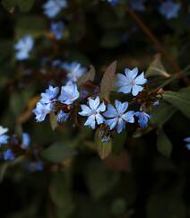 迷你的蓝色小花朵，小蓝雪花唯美高清摄影图片组图4