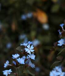 迷你的蓝色小花朵，小蓝雪花唯美高清摄影图片组图6