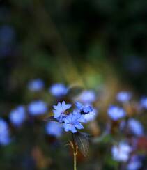 迷你的蓝色小花朵，小蓝雪花唯美高清摄影图片