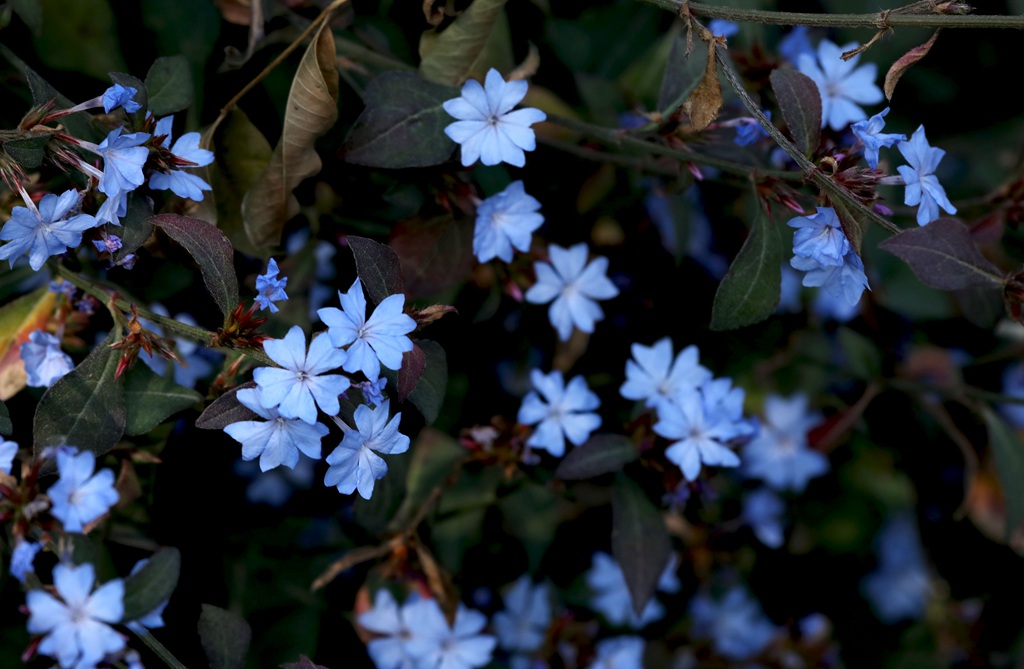 迷你的蓝色小花朵，小蓝雪花唯美高清摄影图片图片