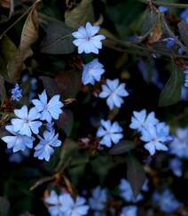 迷你的蓝色小花朵，小蓝雪花唯美高清摄影图片组图5