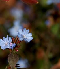 迷你的蓝色小花朵，小蓝雪花唯美高清摄影图片组图7