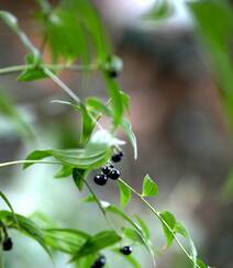 长着黑色小果实的野生百合科植物万寿竹唯美摄影美图