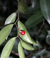 结着红色小果子的灌木植物野扇花高清图片组图1