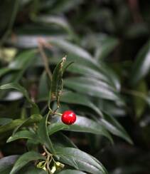 结着红色小果子的灌木植物野扇花高清图片组图2