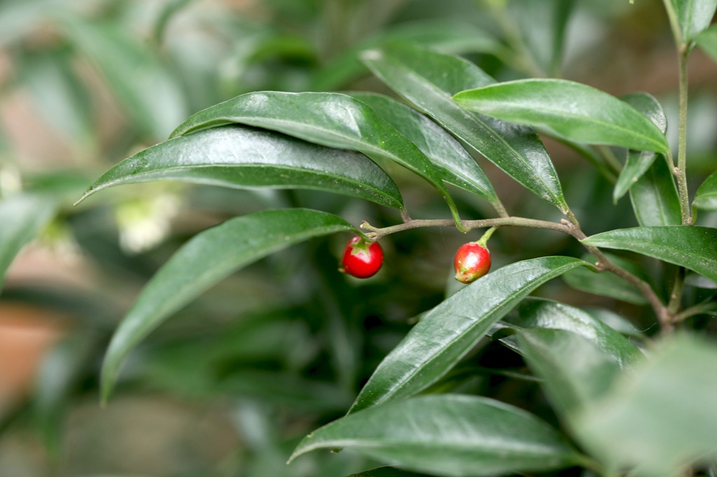 结着红色小果子的灌木植物野扇花高清图片图片