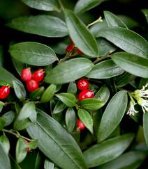 结着红色小果子的灌木植物野扇花高清图片组图5