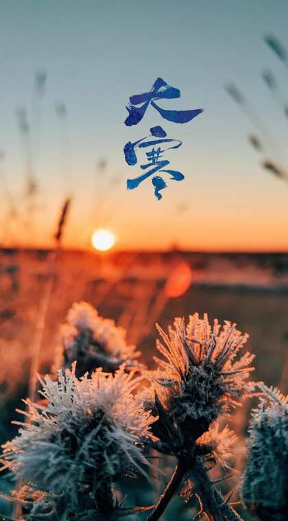 落日 黄昏下 结霜的带刺植物 冰花 唯美大寒文字手机壁纸图片