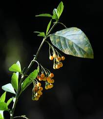 旋花茄 茄科 直立灌木 茄属植物旋花茄户外高清图片组图2