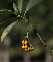 旋花茄 茄科 直立灌木 茄属植物旋花茄户外高清图片组图7