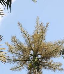 一生只开花结果一次 棕榈科，棕属高大乔木贝叶棕开花结果图片组图1