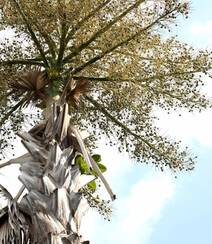 一生只开花结果一次 棕榈科，棕属高大乔木贝叶棕开花结果图片组图8