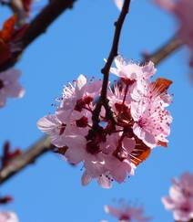 灿烂盛开的樱花图片组图3