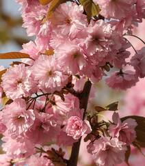 灿烂盛开的樱花图片组图2