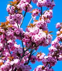 灿烂盛开的樱花图片组图8